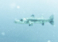   Baracuda photographed 100ft depth Speigel Grove off Key Largo Florida. Filtered using Photoshop. Florida Photoshop  